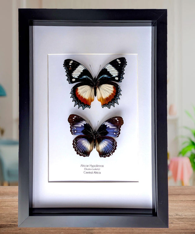 African hypolimnas (dexithrea & salmacis), the diadem, madagascar- central africa , frame a4