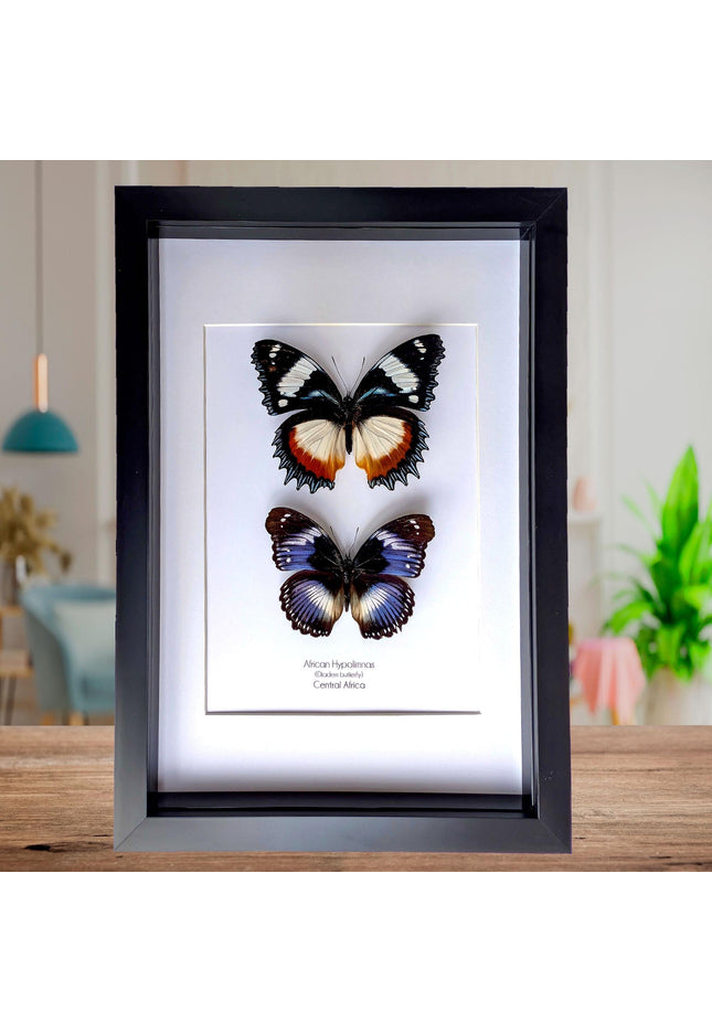 African hypolimnas (dexithrea & salmacis), the diadem, madagascar- central africa , frame a4