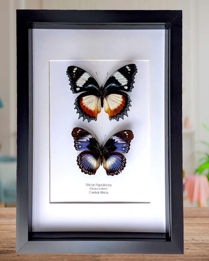 African hypolimnas (dexithrea & salmacis), the diadem, madagascar- central africa , frame a4