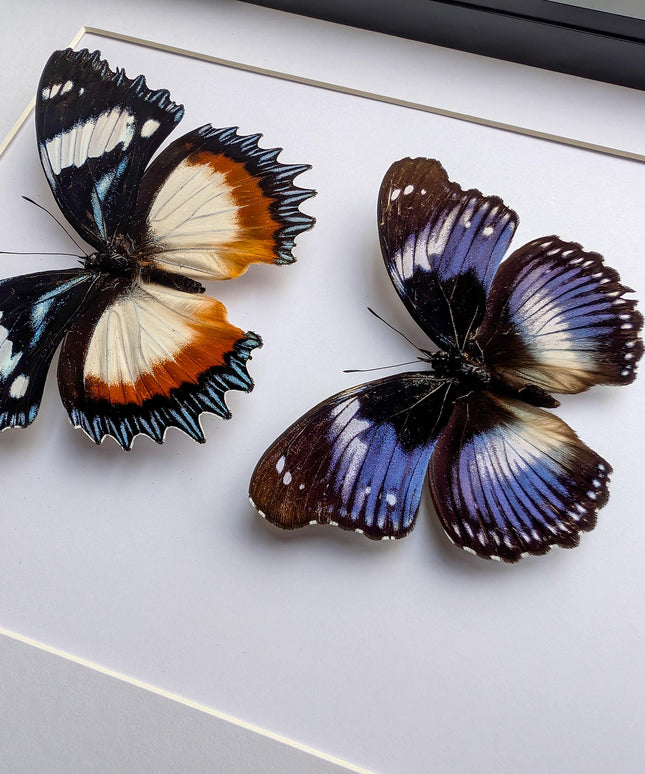 African hypolimnas (dexithrea & salmacis), the diadem, madagascar- central africa , frame a4