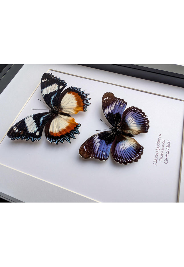 African hypolimnas (dexithrea & salmacis), the diadem, madagascar- central africa , frame a4