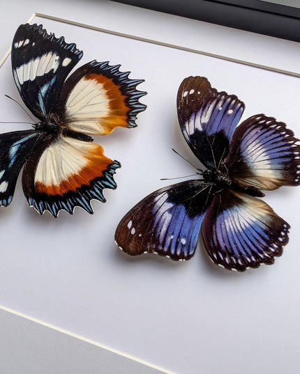 African hypolimnas (dexithrea & salmacis), the diadem, madagascar- central africa , frame a4