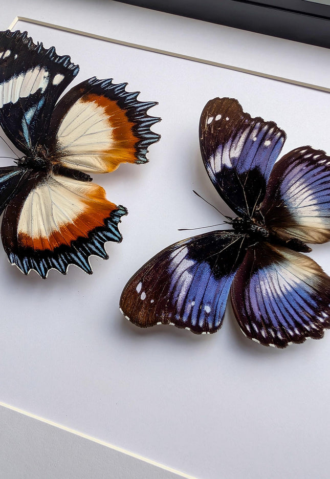 African hypolimnas (dexithrea & salmacis), the diadem, madagascar- central africa , frame a4