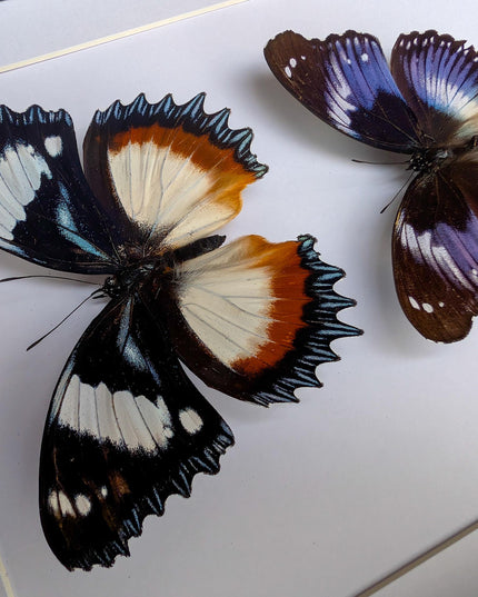 African hypolimnas (dexithrea & salmacis), the diadem, madagascar- central africa , frame a4