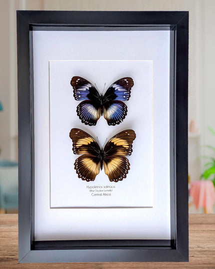 Hypolimnas salmacis pair, the blue diadem, black and blue , frame a4
