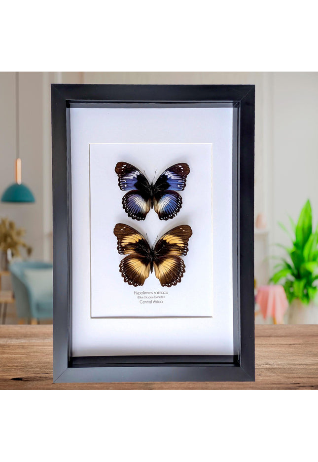 Hypolimnas salmacis pair, the blue diadem, black and blue , frame a4