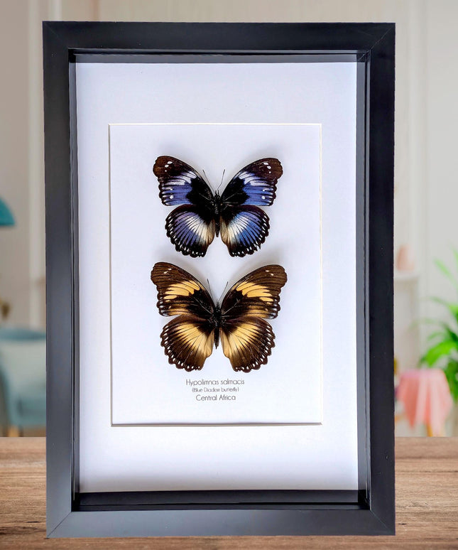 Hypolimnas salmacis pair, the blue diadem, black and blue , frame a4