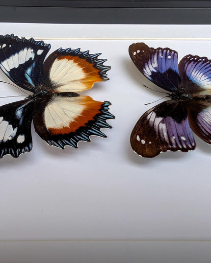 African hypolimnas (dexithrea & salmacis), the diadem, madagascar- central africa , frame a4