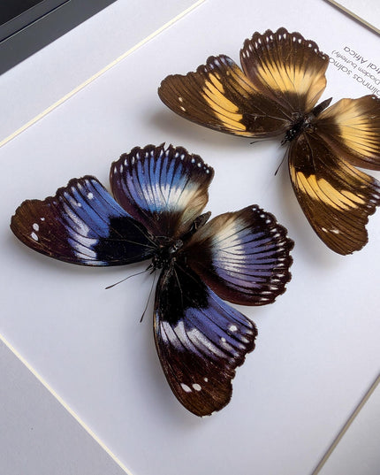 Hypolimnas salmacis pair, the blue diadem, black and blue , frame a4