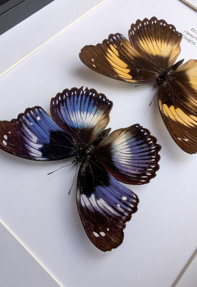 Hypolimnas salmacis pair, the blue diadem, black and blue , frame a4
