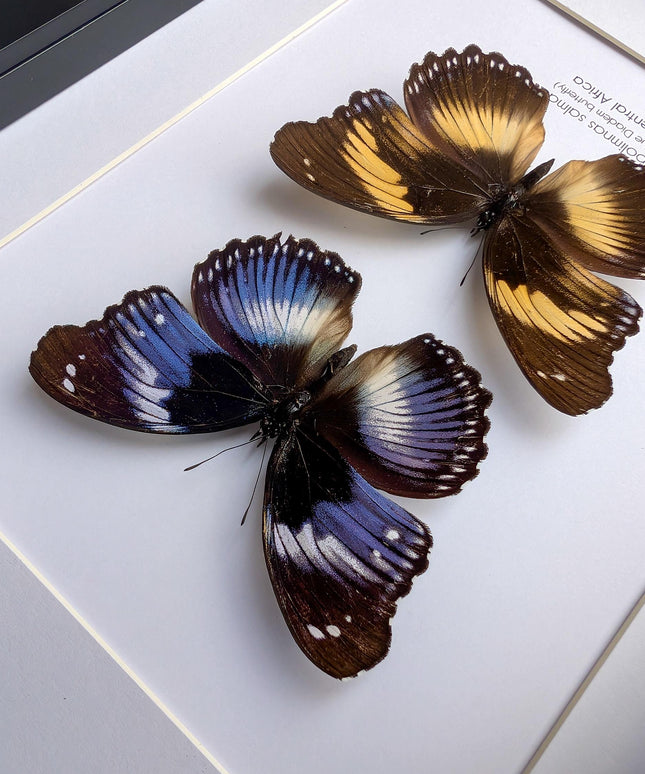 Hypolimnas salmacis pair, the blue diadem, black and blue , frame a4