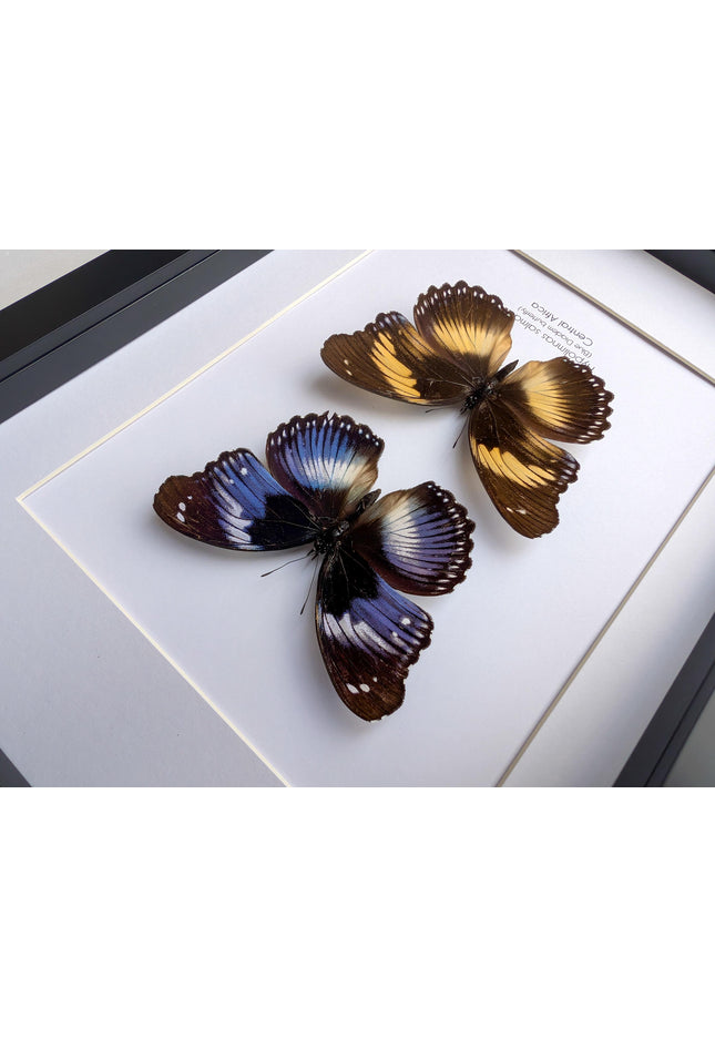 Hypolimnas salmacis pair, the blue diadem, black and blue , frame a4