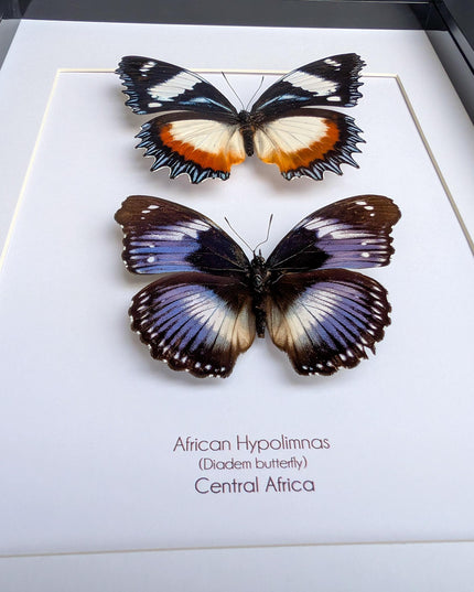 African hypolimnas (dexithrea & salmacis), the diadem, madagascar- central africa , frame a4