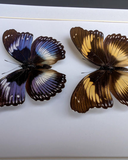 Hypolimnas salmacis pair, the blue diadem, black and blue , frame a4