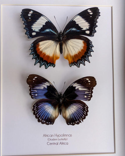 African hypolimnas (dexithrea & salmacis), the diadem, madagascar- central africa , frame a4
