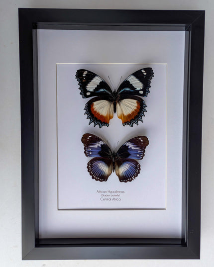 African hypolimnas (dexithrea & salmacis), the diadem, madagascar- central africa , frame a4