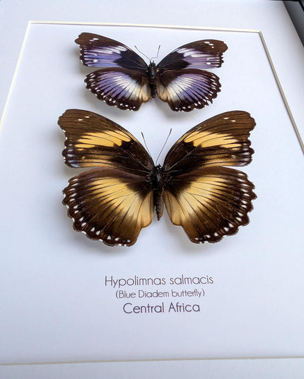 Hypolimnas salmacis pair, the blue diadem, black and blue , frame a4