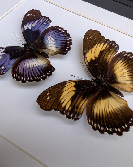 Hypolimnas salmacis pair, the blue diadem, black and blue , frame a4