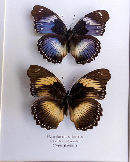 Hypolimnas salmacis pair, the blue diadem, black and blue , frame a4