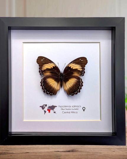 Framed blue diadem butterfly: hypolimnas salmacis - 8"x8"