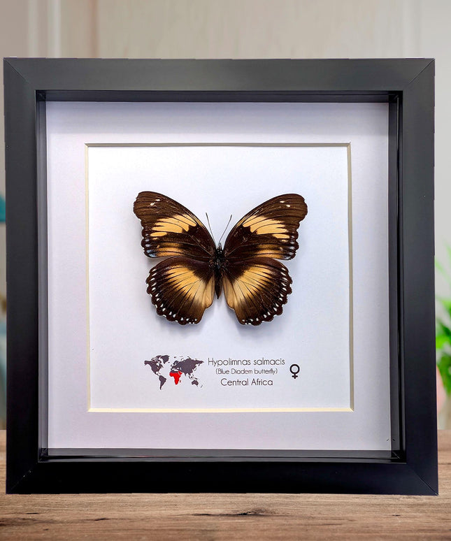 Framed blue diadem butterfly: hypolimnas salmacis - 8"x8"