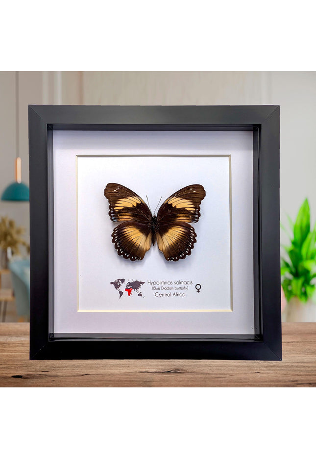 Framed blue diadem butterfly: hypolimnas salmacis - 8"x8"