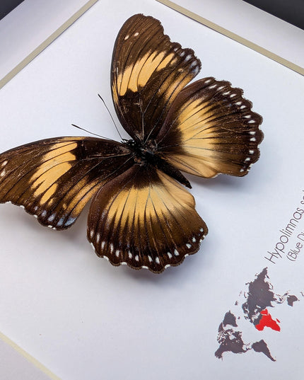 Framed blue diadem butterfly: hypolimnas salmacis - 8"x8"