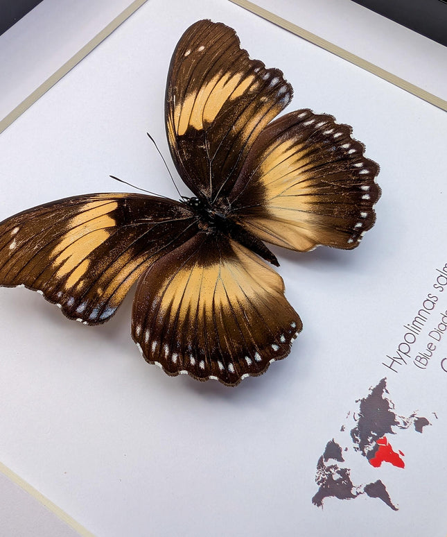 Framed blue diadem butterfly: hypolimnas salmacis - 8"x8"