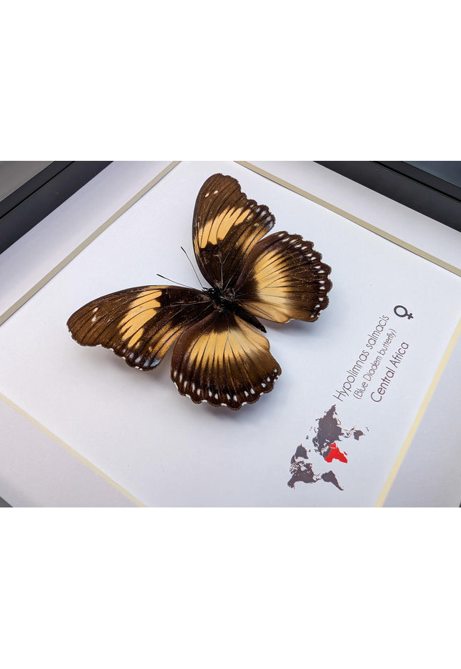Framed blue diadem butterfly: hypolimnas salmacis - 8"x8"