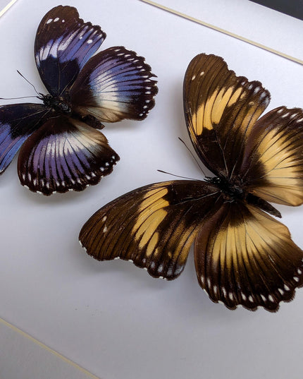 Hypolimnas salmacis pair, the blue diadem, black and blue , frame a4