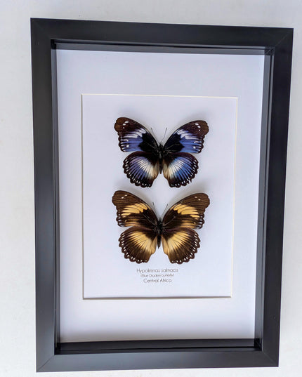 Hypolimnas salmacis pair, the blue diadem, black and blue , frame a4
