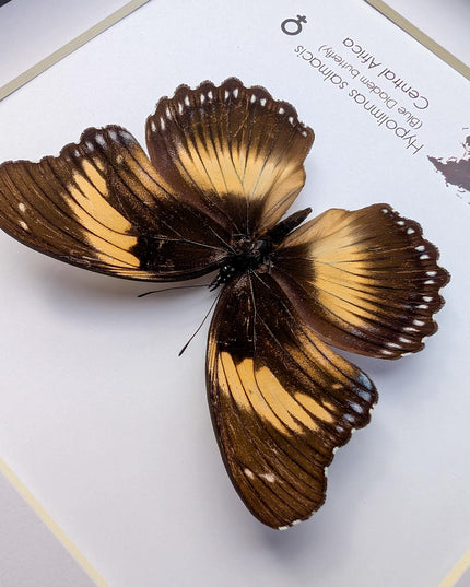 Framed blue diadem butterfly: hypolimnas salmacis - 8"x8"