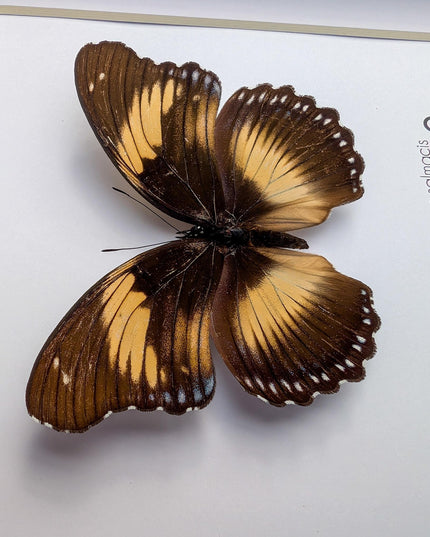 Framed blue diadem butterfly: hypolimnas salmacis - 8"x8"