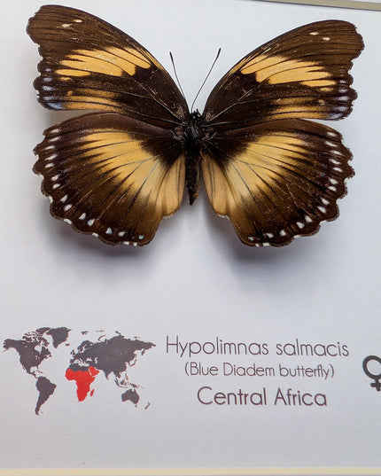 Framed blue diadem butterfly: hypolimnas salmacis - 8"x8"