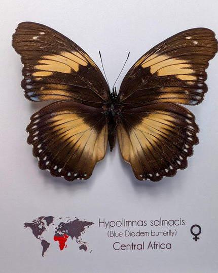 Framed blue diadem butterfly: hypolimnas salmacis - 8"x8"