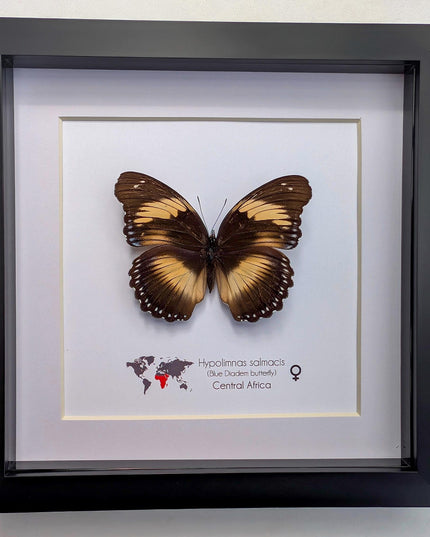 Framed blue diadem butterfly: hypolimnas salmacis - 8"x8"