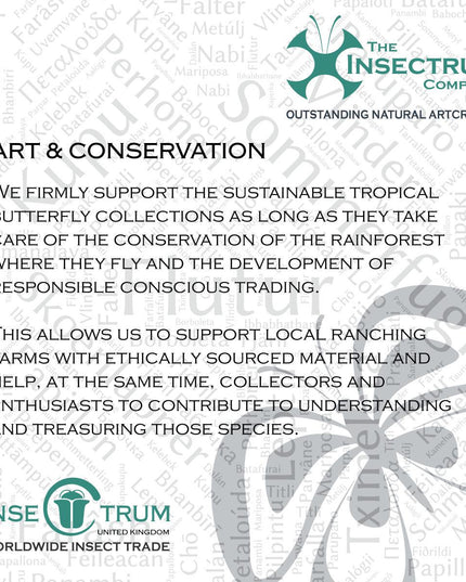 Framed blue diadem butterfly: hypolimnas salmacis - 8"x8"