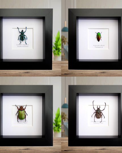 Bundle 20% saving, chrysina victorina, eupholus maginificus, actinodes allaudi, nicranocephalus adamsi