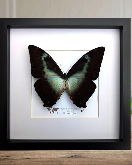Framed blue morpho butterfly: cisseis gahua, peru - 10"x10"
