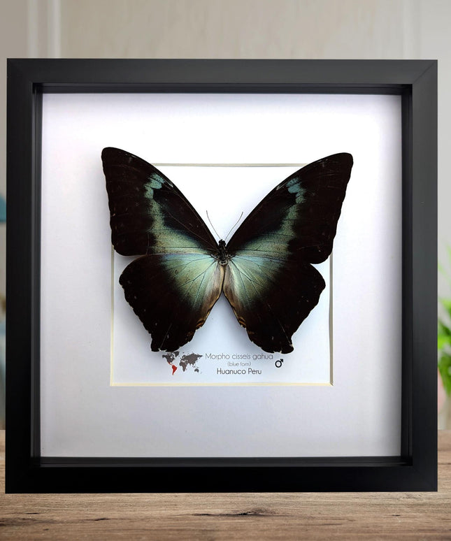 Framed blue morpho butterfly: cisseis gahua, peru - 10"x10"