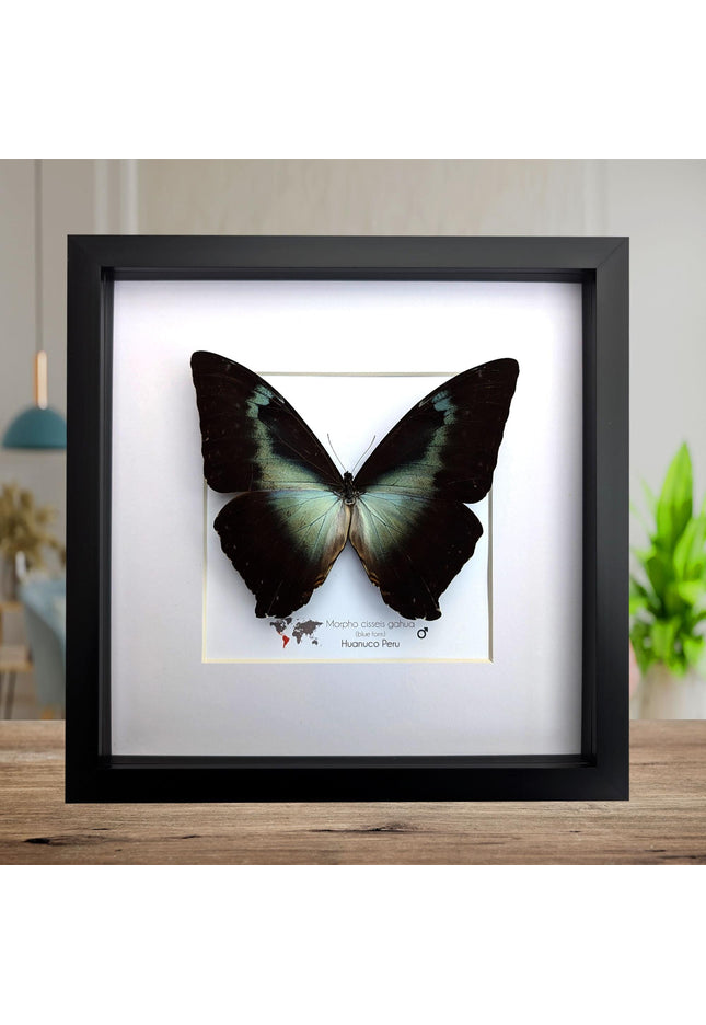 Framed blue morpho butterfly: cisseis gahua, peru - 10"x10"