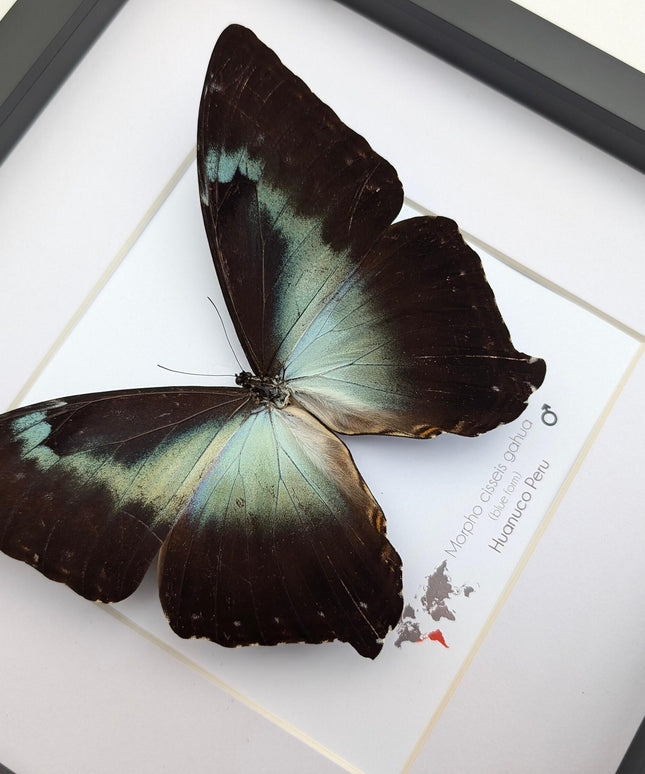 Framed blue morpho butterfly: cisseis gahua, peru - 10"x10"