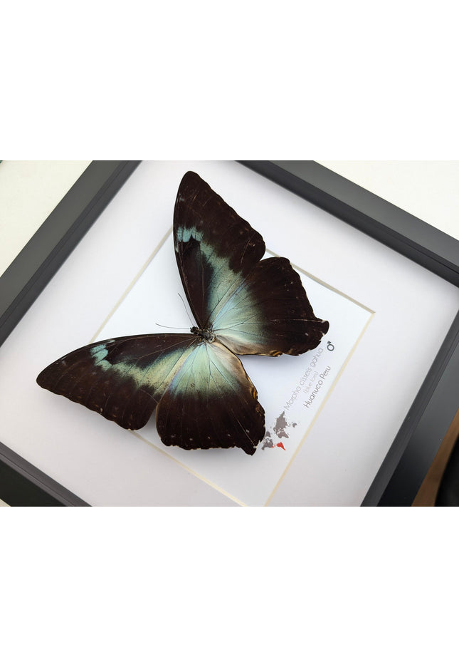 Framed blue morpho butterfly: cisseis gahua, peru - 10"x10"