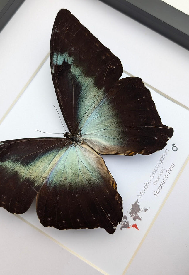 Framed blue morpho butterfly: cisseis gahua, peru - 10"x10"