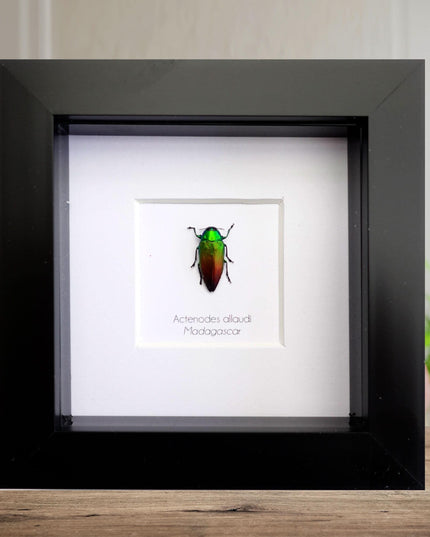 Bundle 20% saving, chrysina victorina, eupholus maginificus, actinodes allaudi, nicranocephalus adamsi
