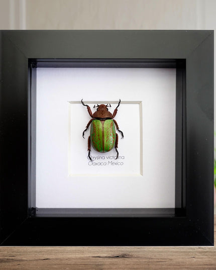 Bundle 20% saving, chrysina victorina, eupholus maginificus, actinodes allaudi, nicranocephalus adamsi