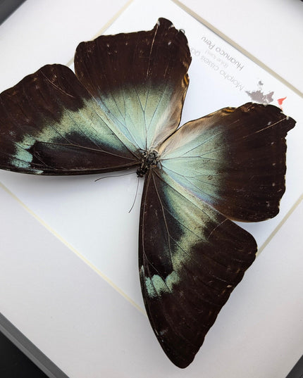 Framed blue morpho butterfly: cisseis gahua, peru - 10"x10"