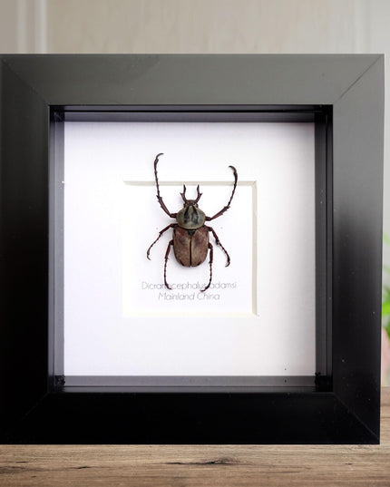 Bundle 20% saving, chrysina victorina, eupholus maginificus, actinodes allaudi, nicranocephalus adamsi