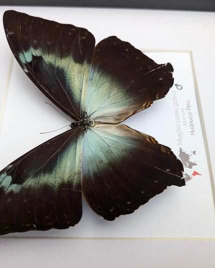 Framed blue morpho butterfly: cisseis gahua, peru - 10"x10"