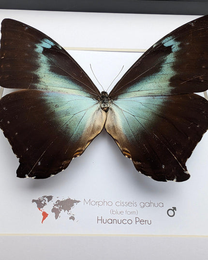Framed blue morpho butterfly: cisseis gahua, peru - 10"x10"
